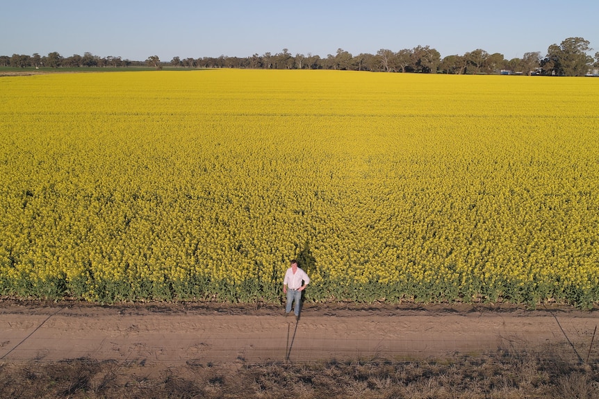 Drone shot of a man standing next to a canola crop.
