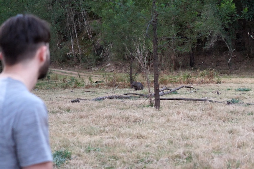 A man out of focus looks across a field at a healthy wombat