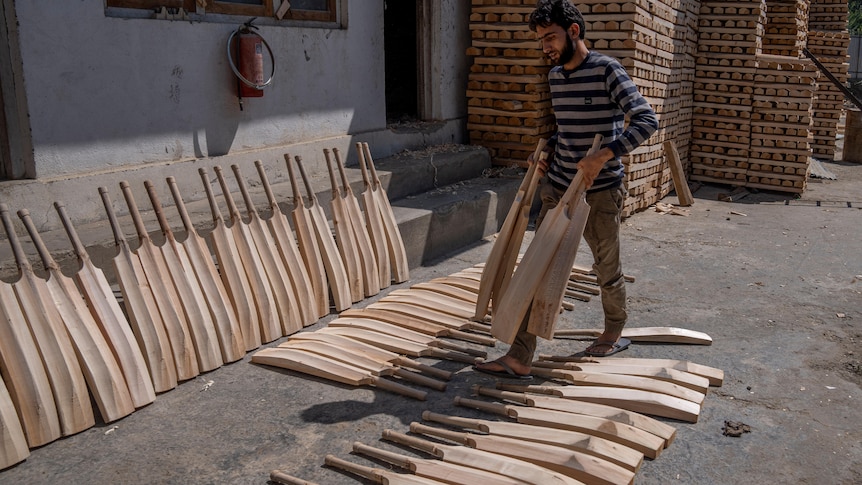 L’approvisionnement en battes de cricket de l’Inde menacé alors que les agriculteurs du Cachemire se tournent vers l’industrie du contreplaqué sur le saule