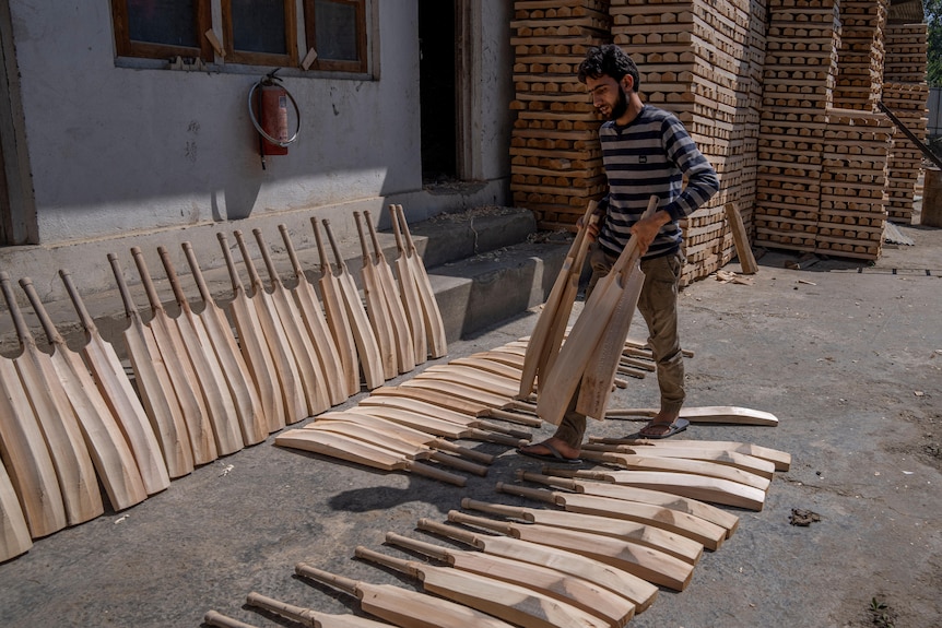 A young man carries a stack of plain wooden cricket bats over to a row of lined-up bats at a bat factory.