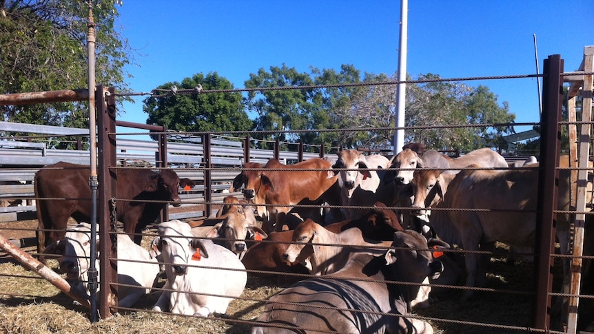 Karumba cattle yards