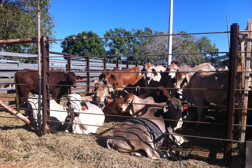 Karumba cattle yards