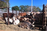 Karumba cattle yards