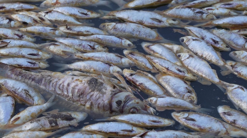 a river full of dead fish