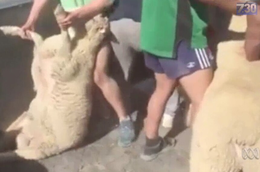 Sheep tackling video
