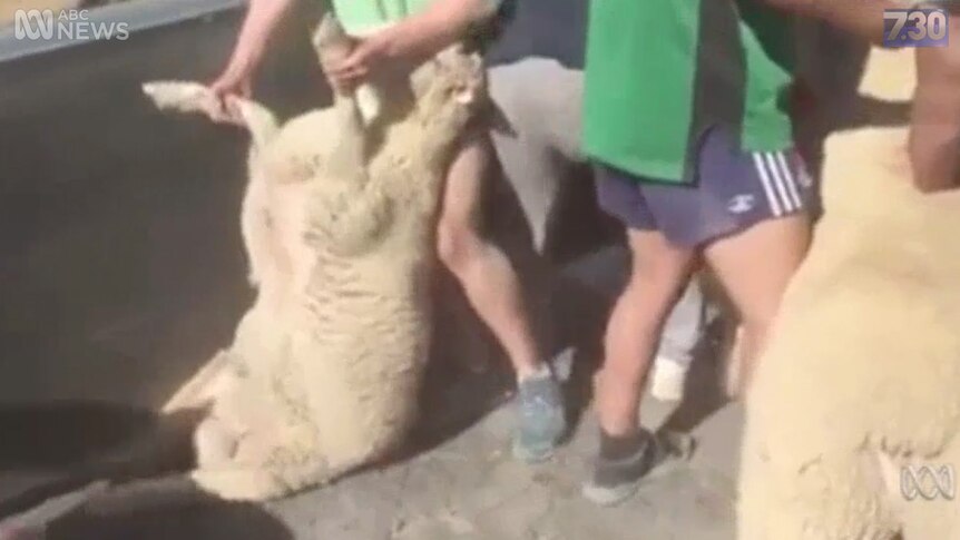 Sheep tackling video