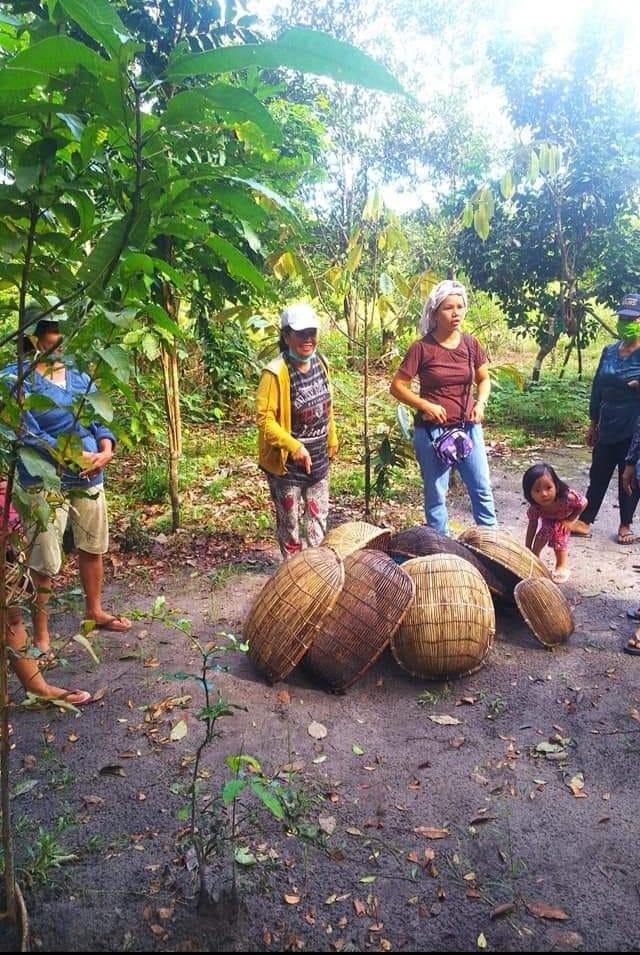 Nikep dengan alat dari rotan