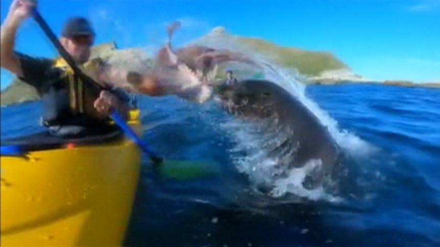 Seal slaps kayaker with octopus in NZ