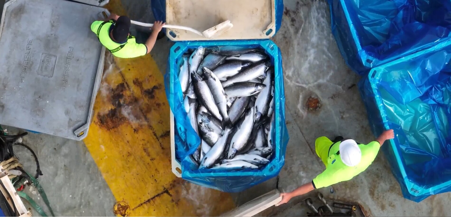 Aerial shot of two workers alongside a crate full of dead fish.