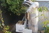 daniel hooper wearing beekeeping suit while tending to hives 