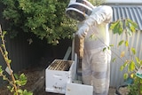daniel hooper wearing beekeeping suit while tending to hives 