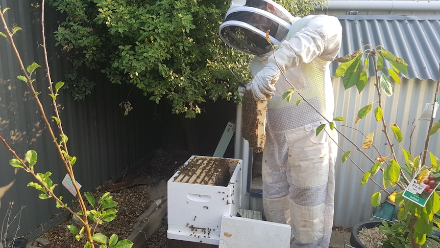 Navy veteran’s chance encounter with bees offers a new lease on life after PTSD