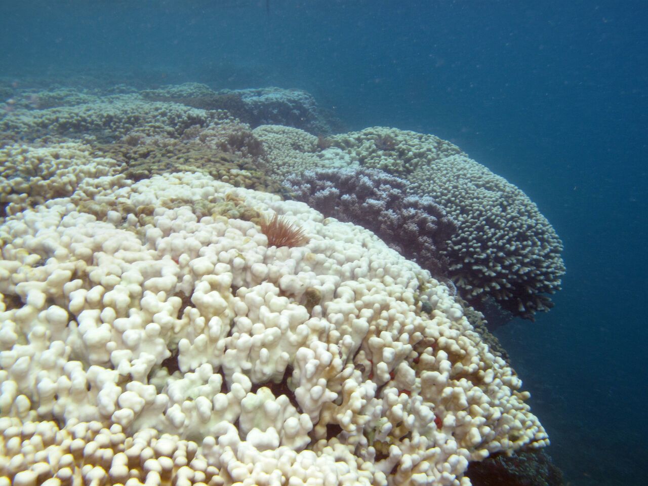 A legup for corals following bleaching ABC Radio National