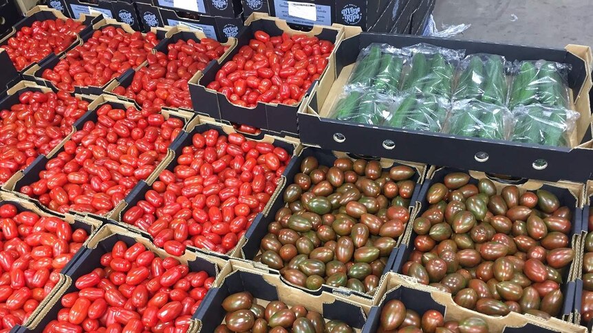 Open boxes of red and greeny-brown roma tomatoes at Sydney Markets