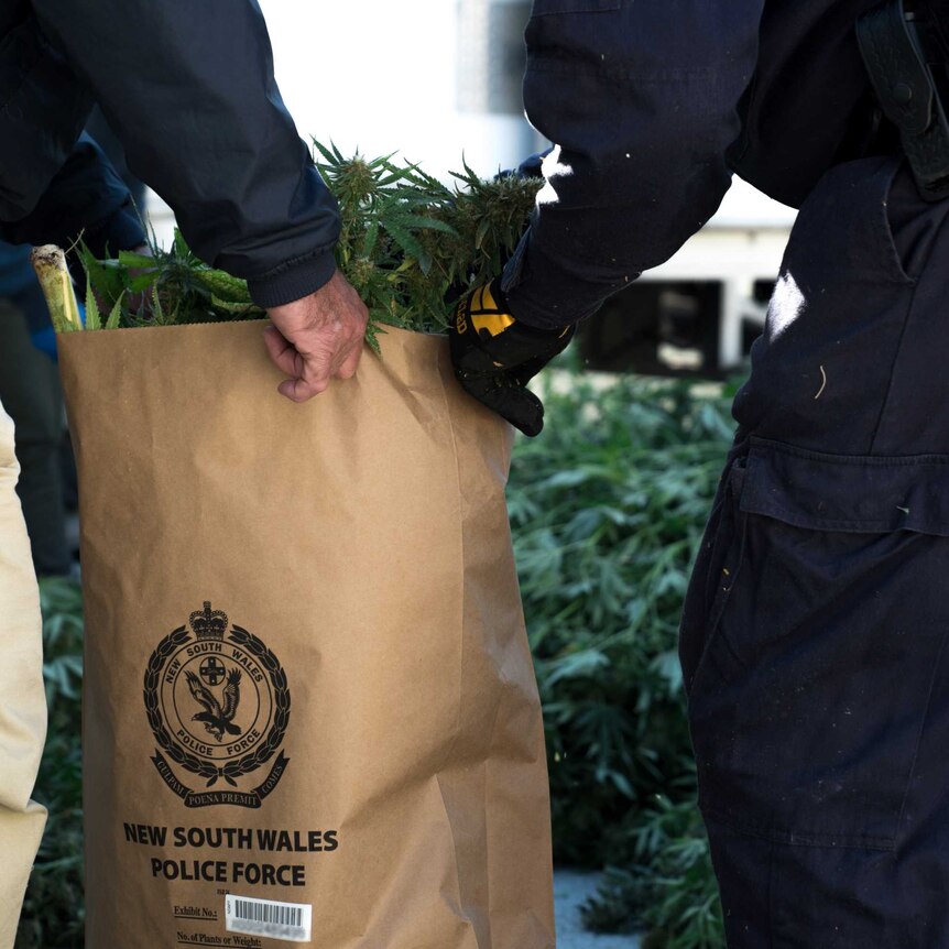 The hands of two police officers, wearing blue uniforms, carry a brown paper bag with cannabis visible out the top.