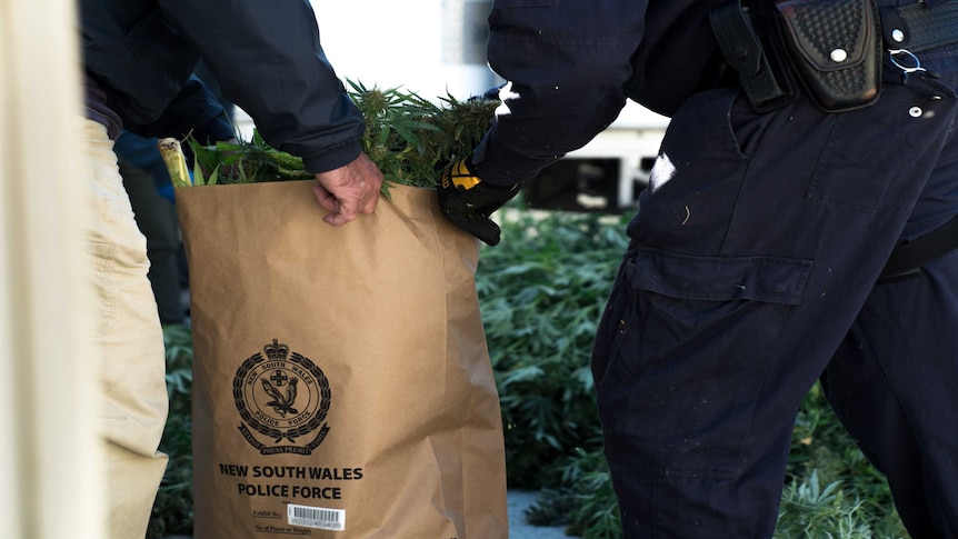 The hands of two police officers, wearing blue uniforms, carry a brown paper bag with cannabis visible out the top.