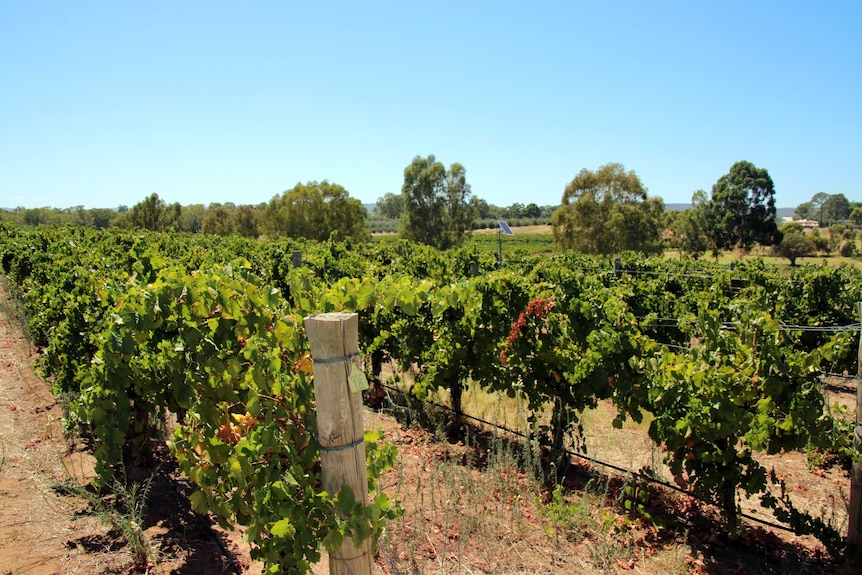 Lines of grapevines on a property in Perth's Swan Valley.