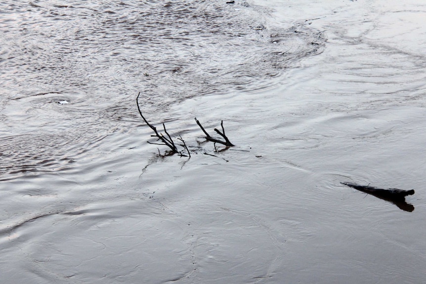 A tree trunk floats down the Brisbane River.