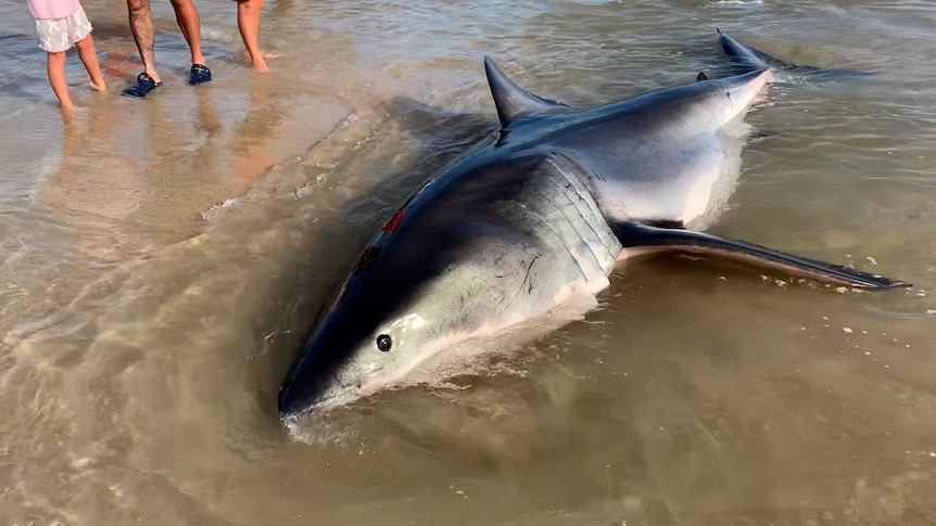 Large shark lying in shallow water at a beach.