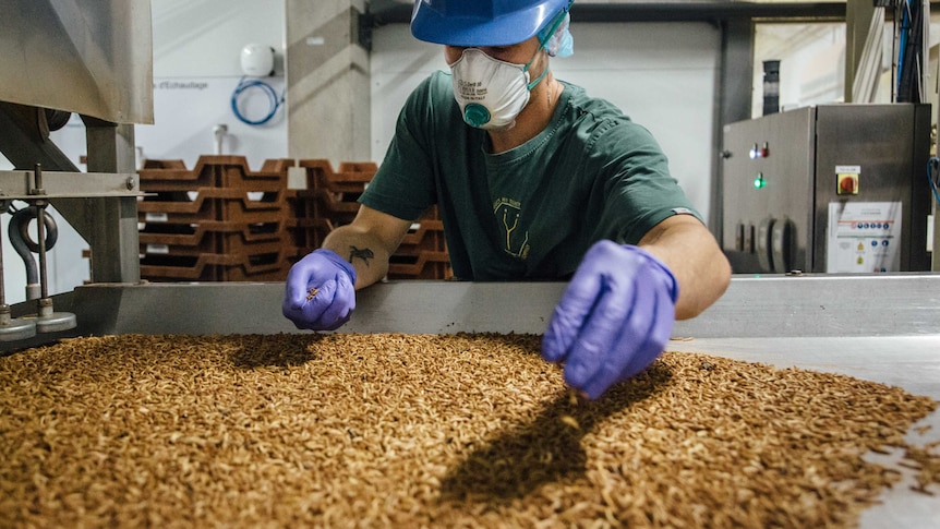 An employee loads insects into a sorting oven at the Ynsect insect farm in Dole, France, May 2020