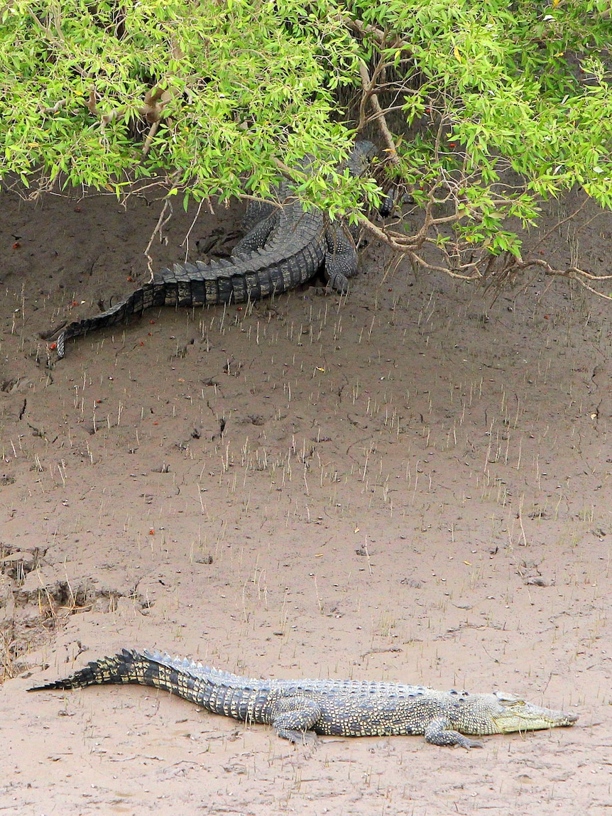 Two crocodiles in a muddy mangrove underneath a tree.