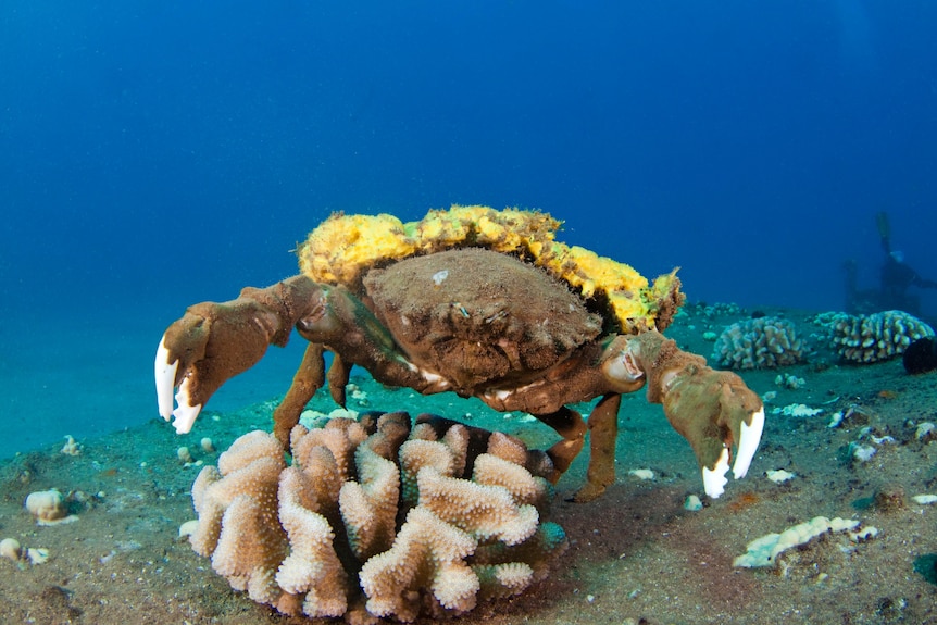 A brown crab with white pincer tips and and a yellow sponge across its shell