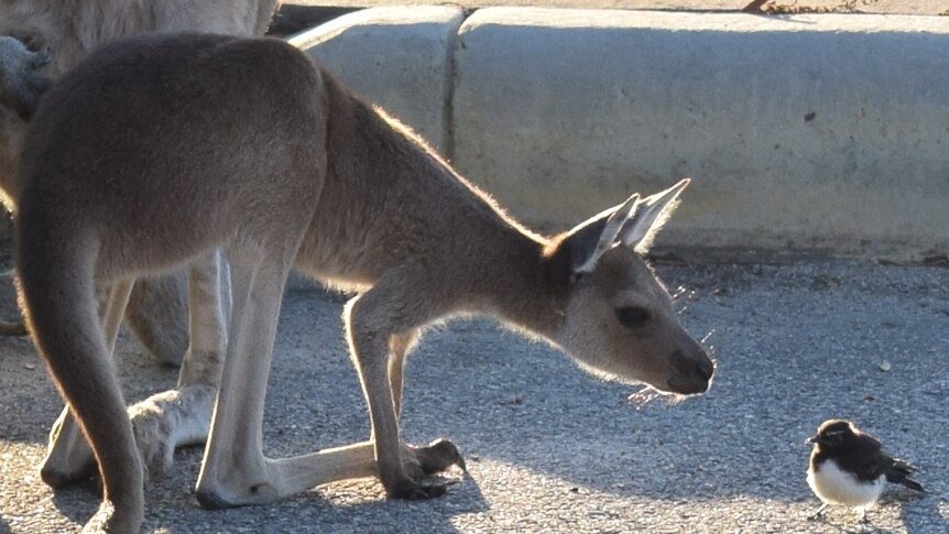 A kangaroo joey sniffs a wagtail.