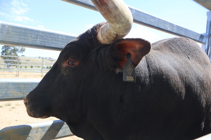 A large black bull with large horns in a cattle yard.