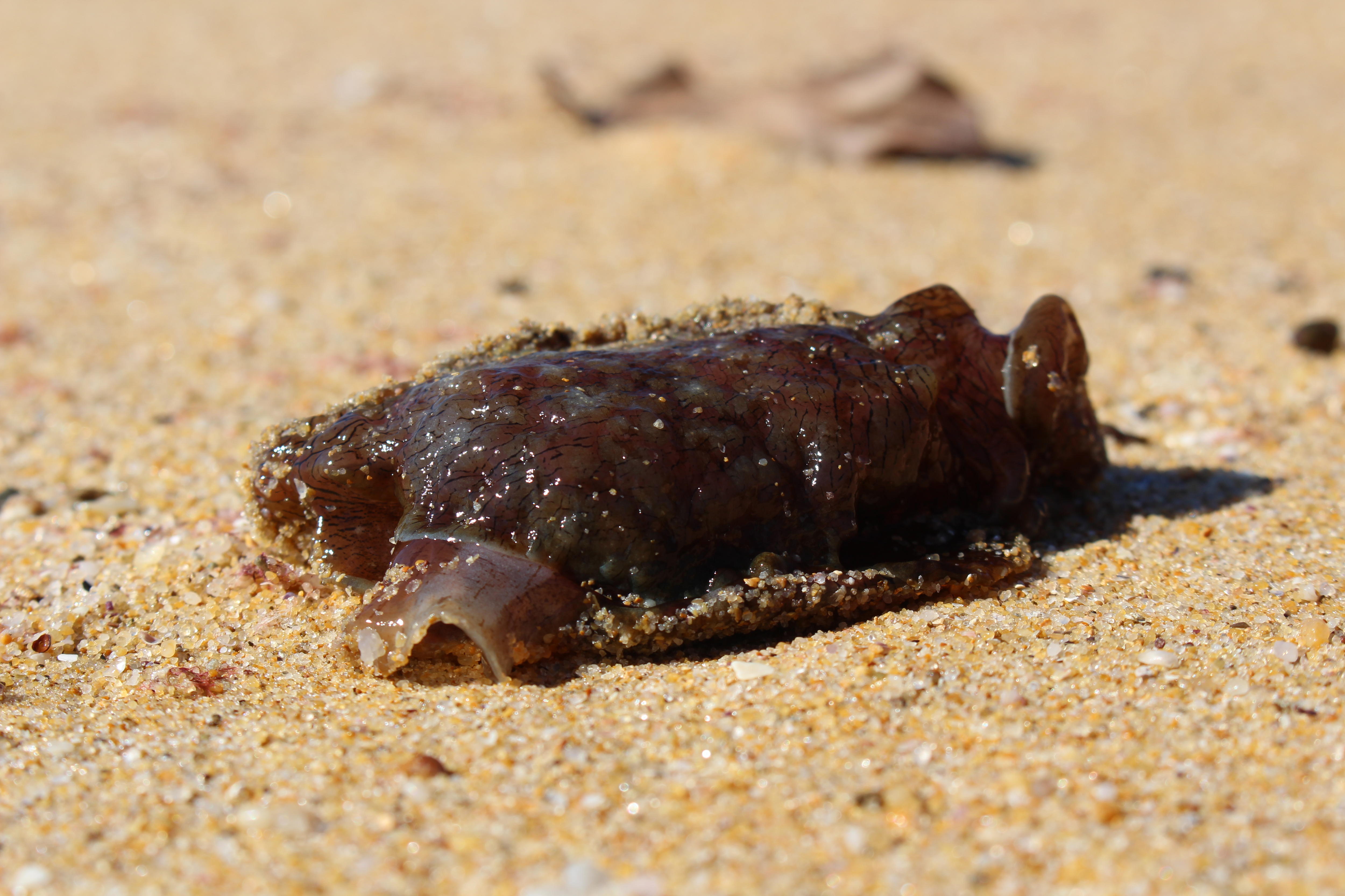 Toxic sea hares wash up on NSW beach, posing threat to pets