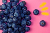 Close up of a group of blueberries on a pink background to depict how to pick and cook blueberries.