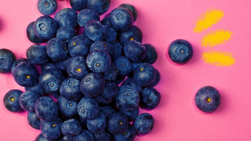 Close up of a group of blueberries on a pink background to depict how to pick and cook blueberries.