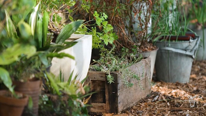 Garden filled with plants potted in an assortment of metal buckets and wooden crates