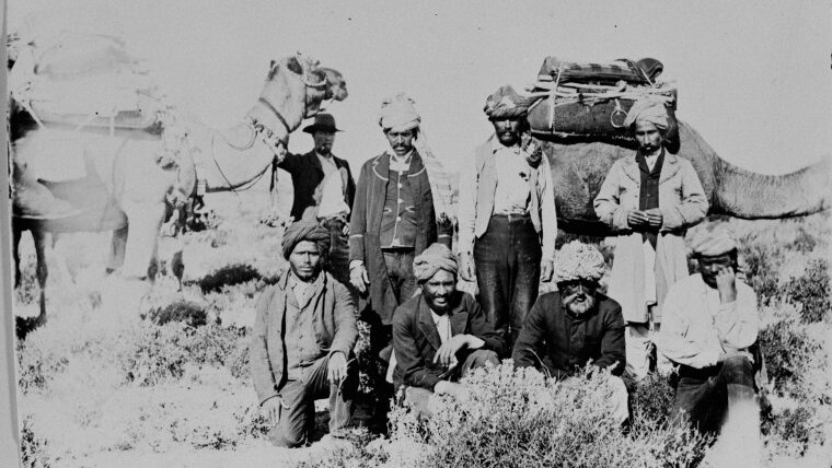 An old black and white photograph depicting several men wearing turbans and their camels in the Australian countryside.  