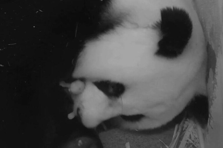 Giant panda Mei Xiang and her male cub