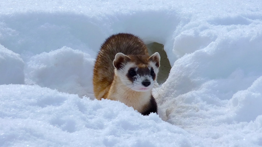 A small black-footed ferret in the snow