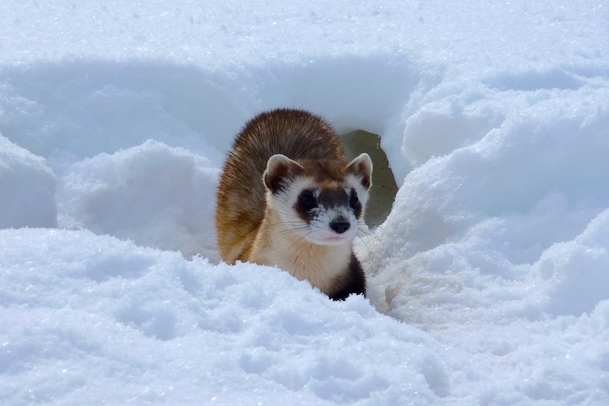 A small black-footed ferret in the snow