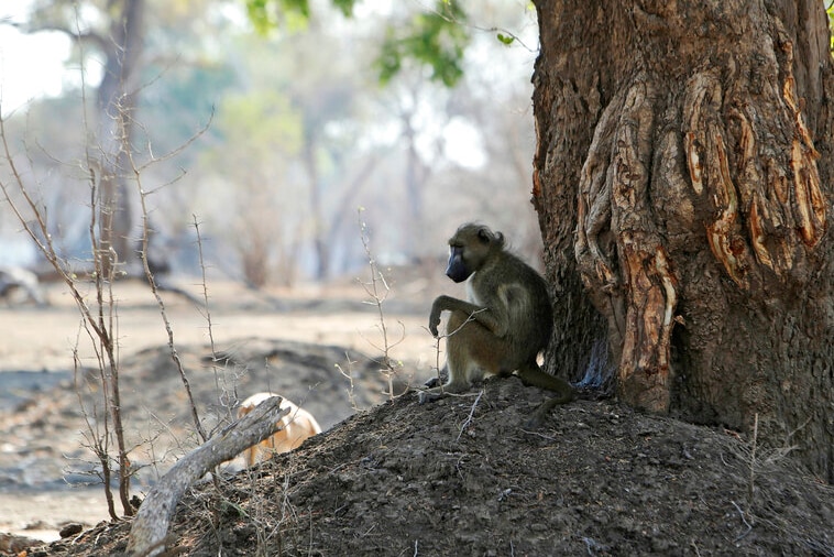 A baboon sits on dirt under a tree with the ground around it barren.