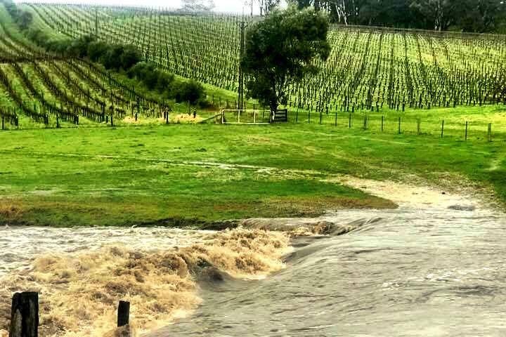 The river rises and floods a paddock at Barrister's Block Winery.