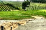 The river rises and floods a paddock at Barrister's Block Winery.