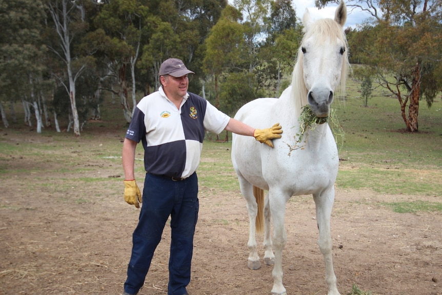 Man pats a tall white horse and the horse munches on feed.
