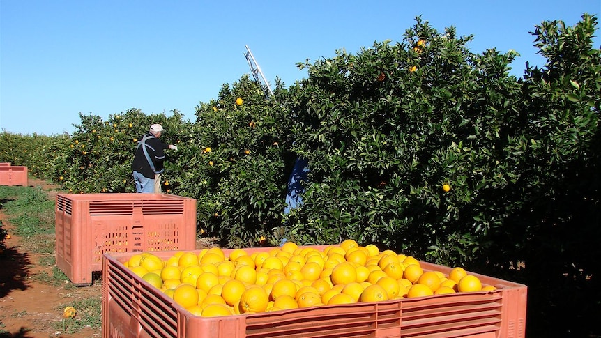 Picking navel oranges