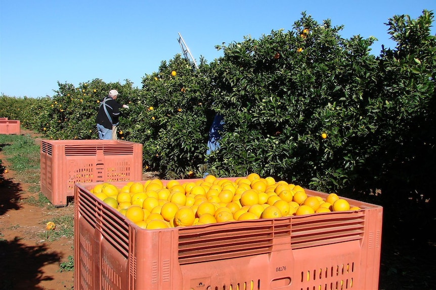 A large crate with hundreds of oranges sitting next to a line of orange trees.