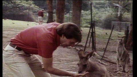Presenter Don Spencer feeds a kangaroo