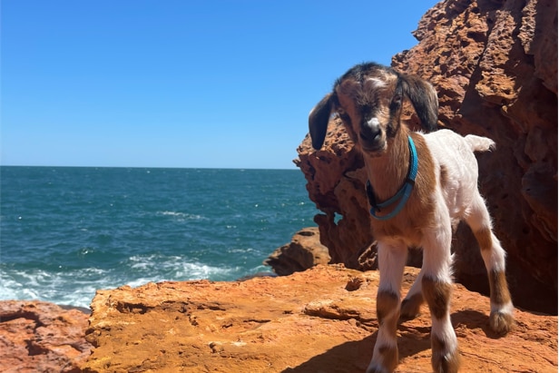 A baby goat on pindan rocks in Broome with the sea in the background.