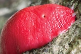 The giant neon-pink slug of Mount Kaputar, near Narrabri in NSW.