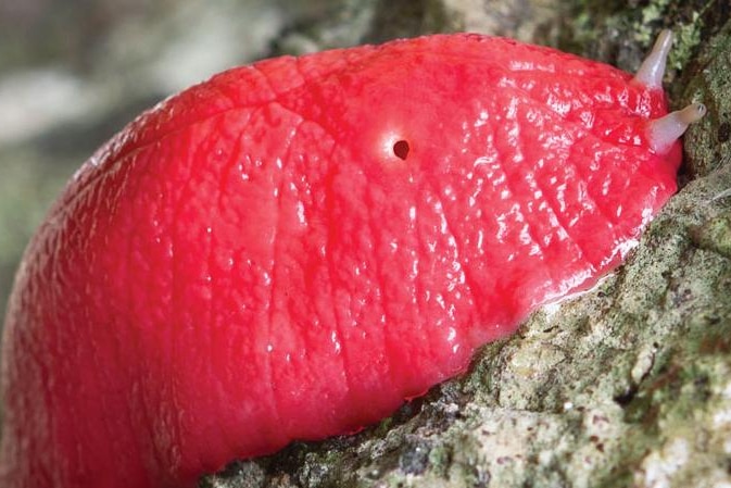 The giant neon-pink slug of Mount Kaputar, near Narrabri in NSW.