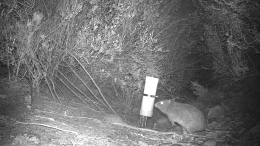 A night-vision black and white photo of the potoroo sniffing at the bait canister 