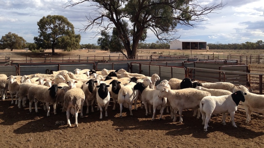 DPI research indicates dorpers do better than merinos in western NSW