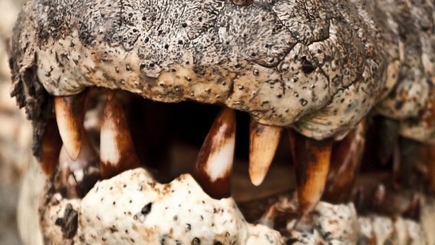 Close up of a saltwater crocodile