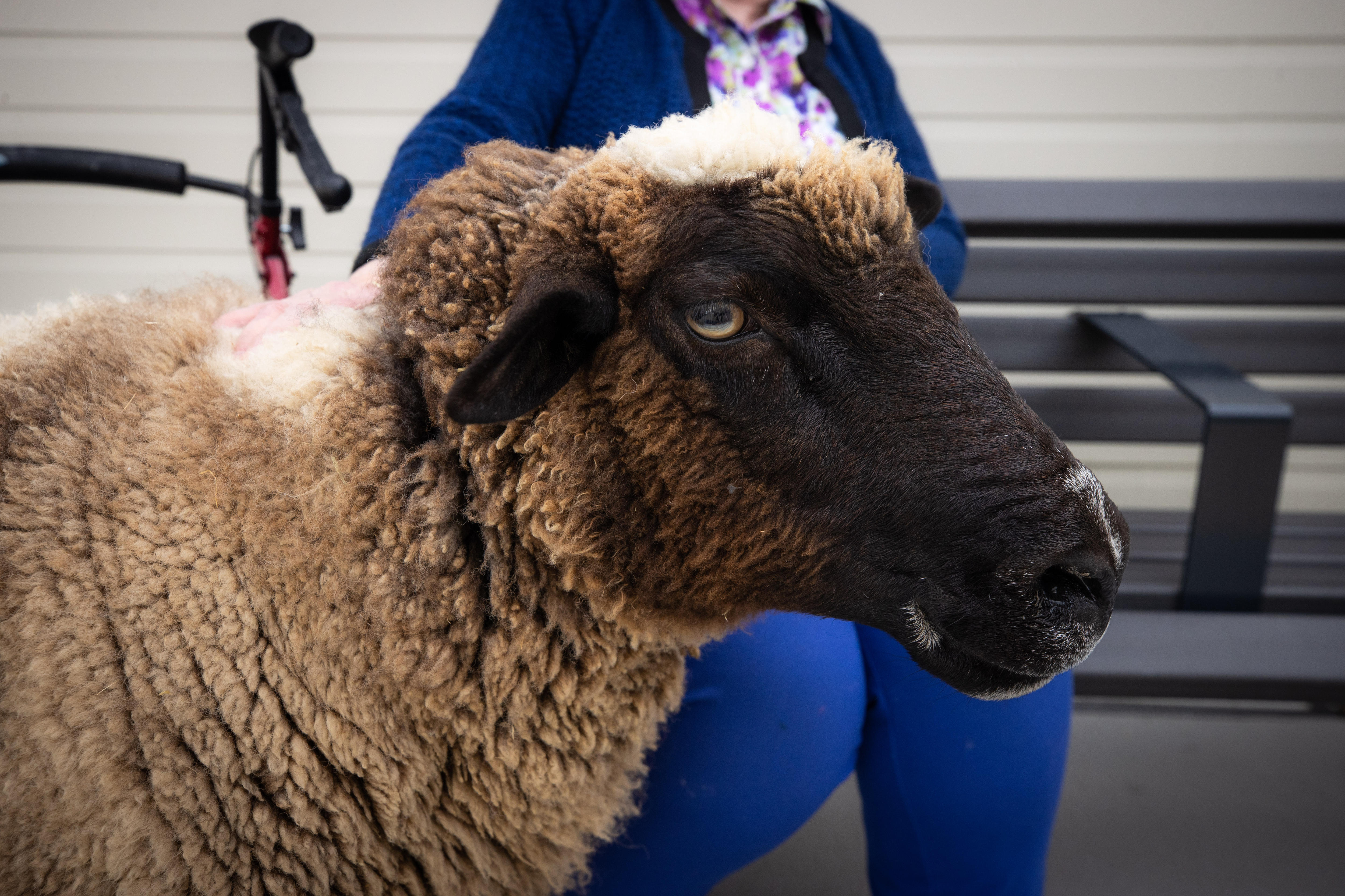 A large sheep with a black face stands in front of a bench